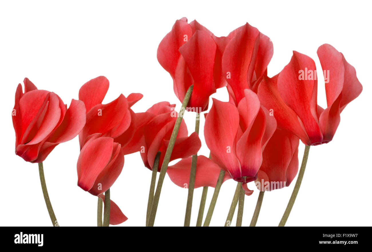 roten Alpenveilchen blühen auf weißem Hintergrund. Stockfoto