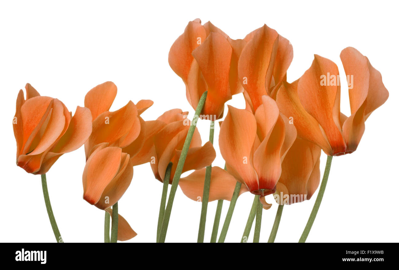 Orange Alpenveilchen blühen auf weißem Hintergrund. Stockfoto