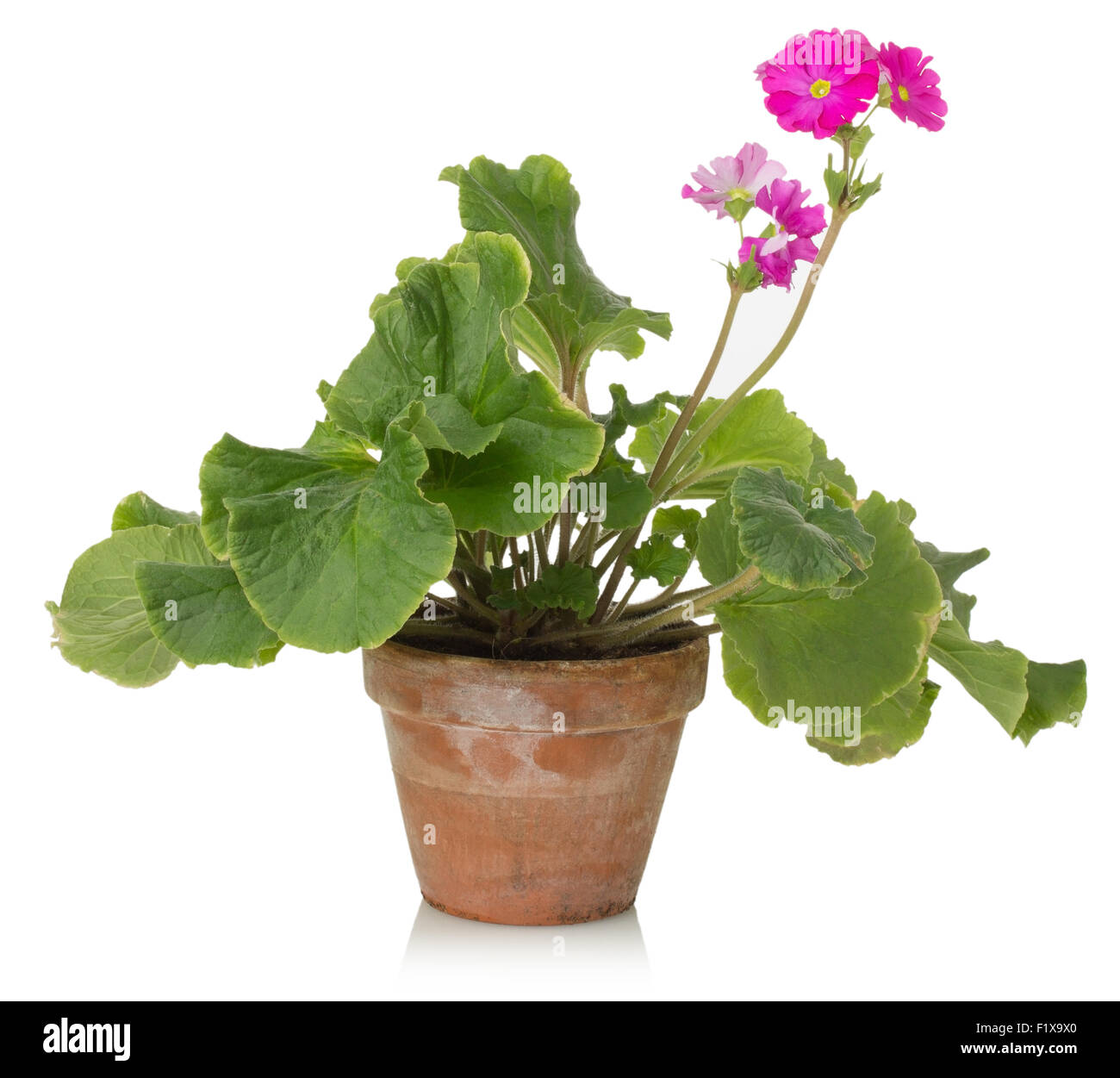 Zimmerpflanze mit rosa Blume auf einem weißen Hintergrund. Stockfoto