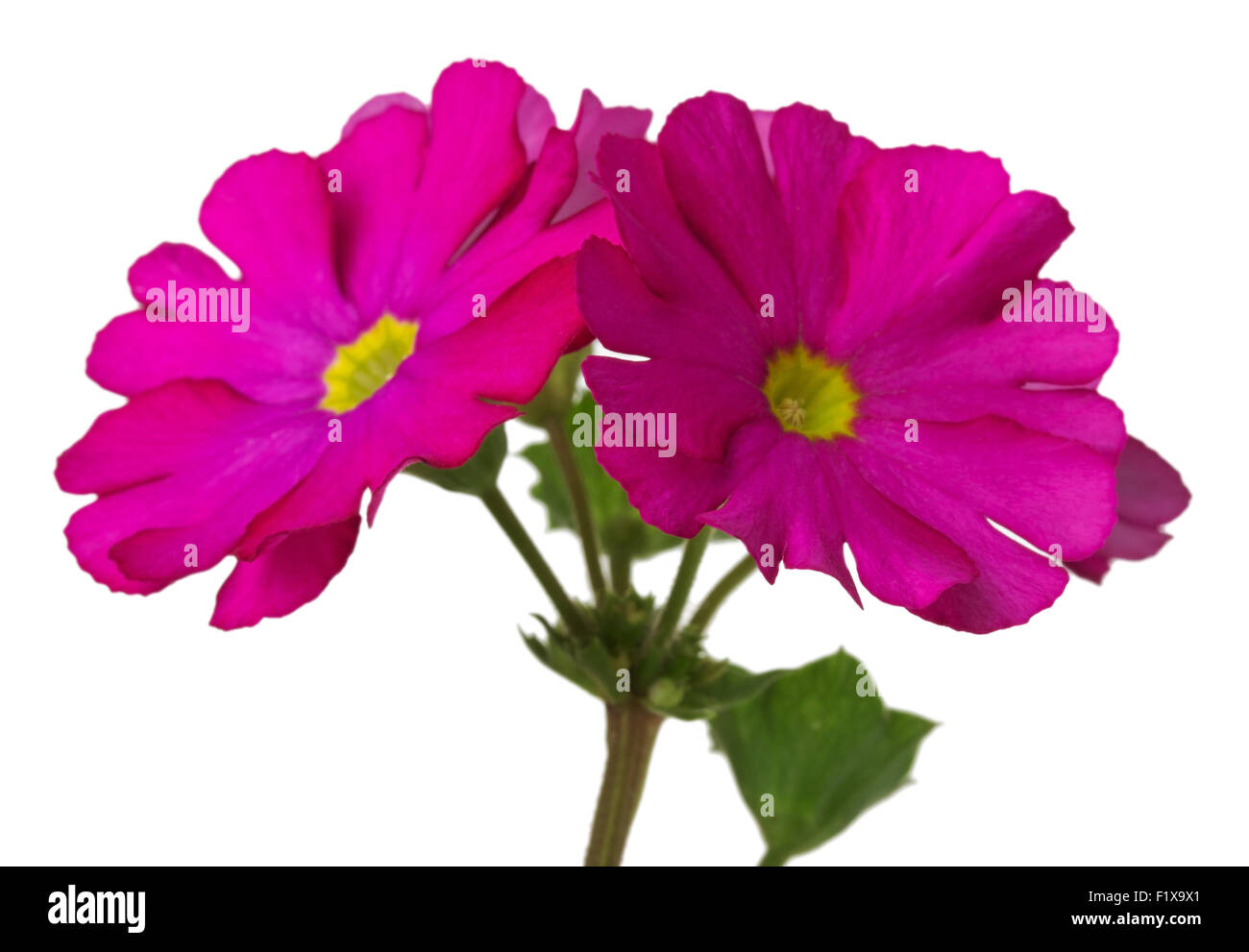 rosa Blume auf einem weißen Hintergrund. Stockfoto