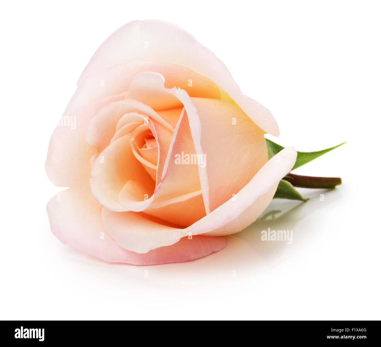 leichte rosa Rose auf dem weißen Hintergrund isoliert. Stockfoto