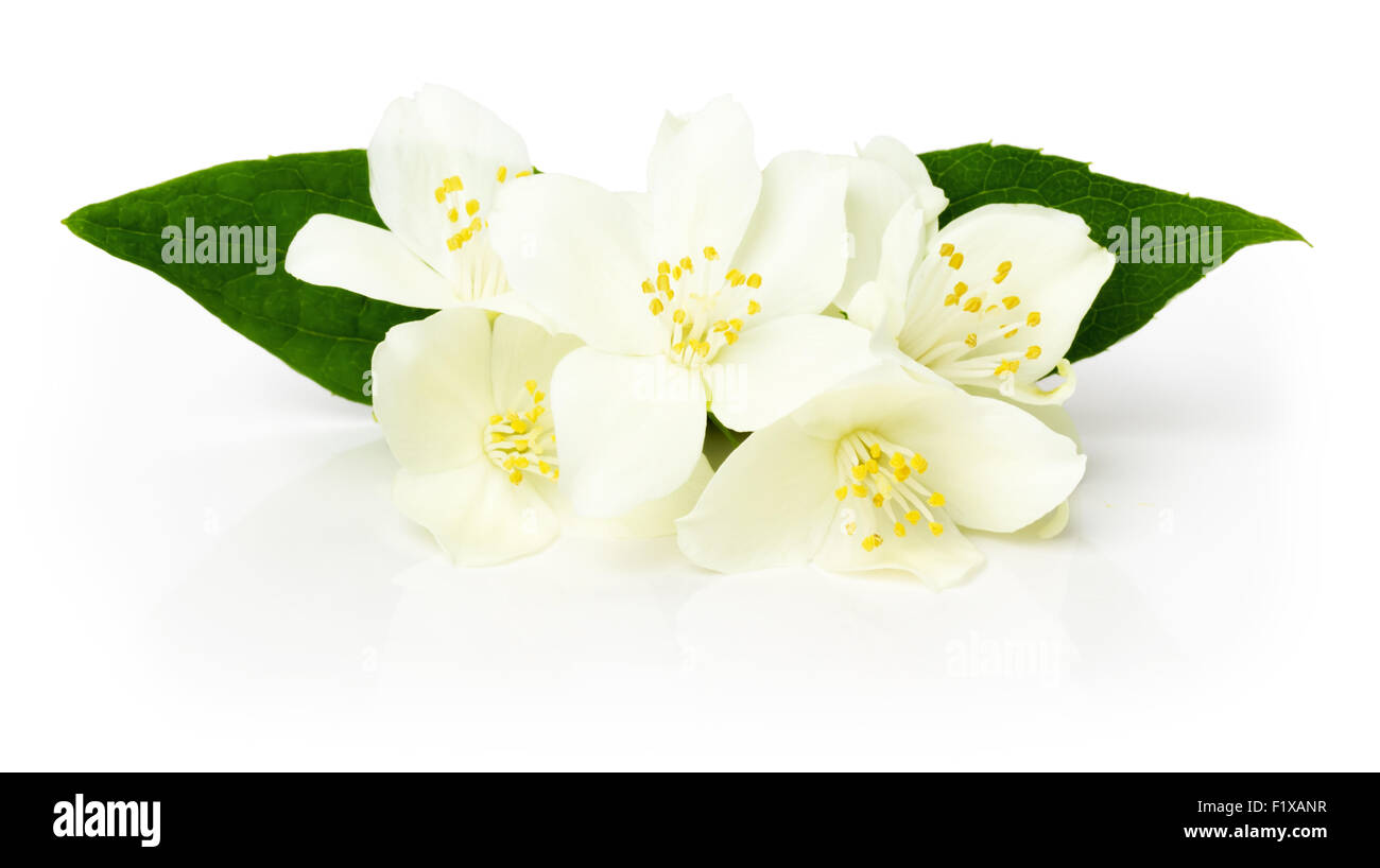 weiße Blumen auf weißem Hintergrund. Stockfoto