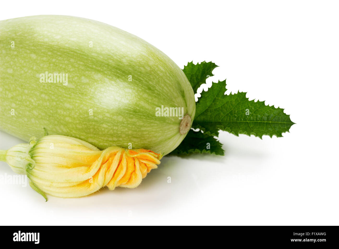 Reife Zucchini mit seiner Blume auf dem weißen Hintergrund. Stockfoto
