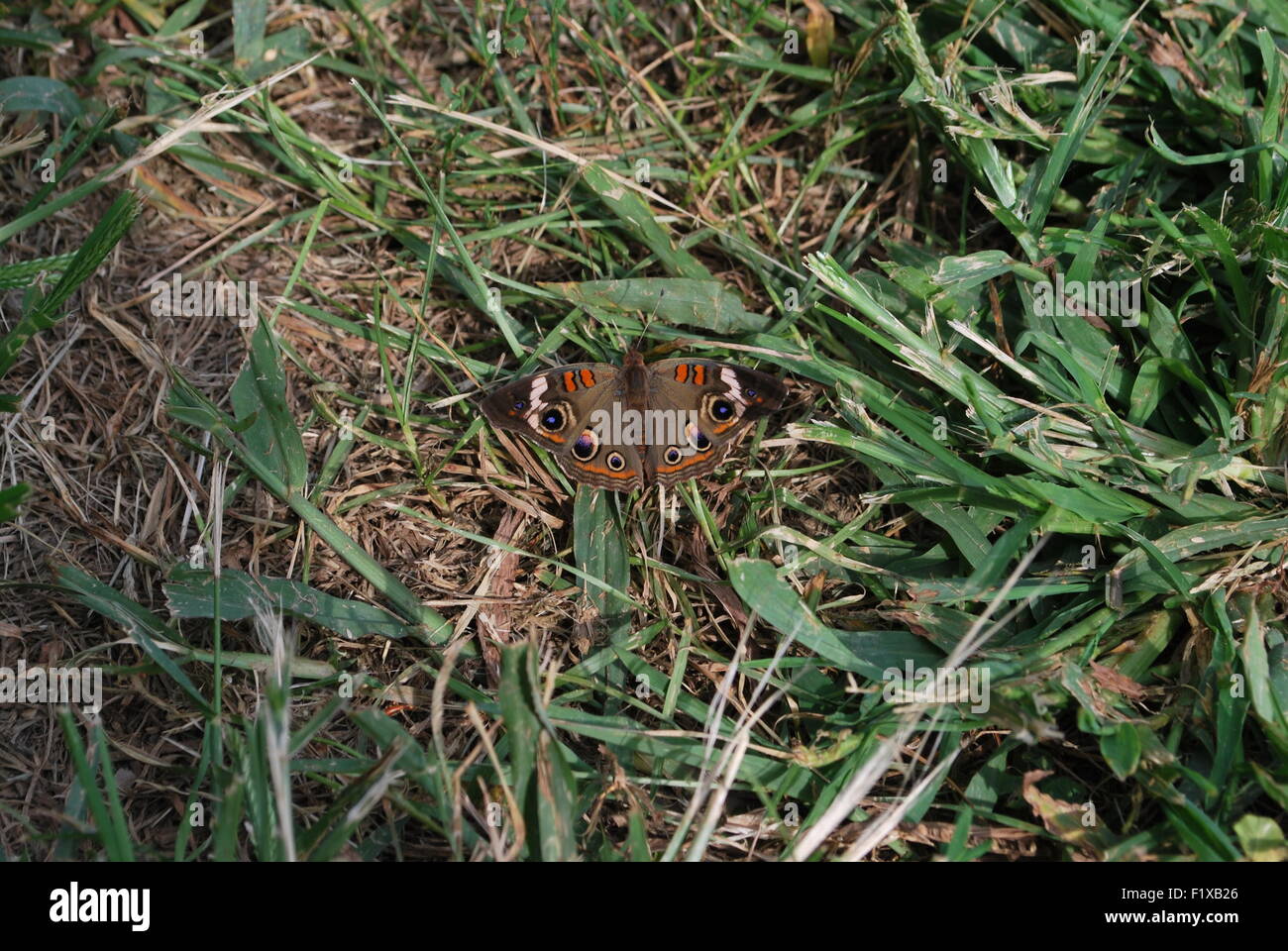 Eine Nahaufnahme eines Schmetterlings auf einer Wiese. Stockfoto