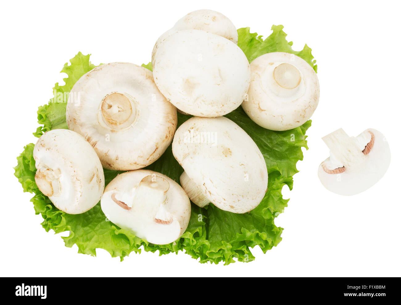 Champignons auf dem weißen Hintergrund isoliert. Stockfoto