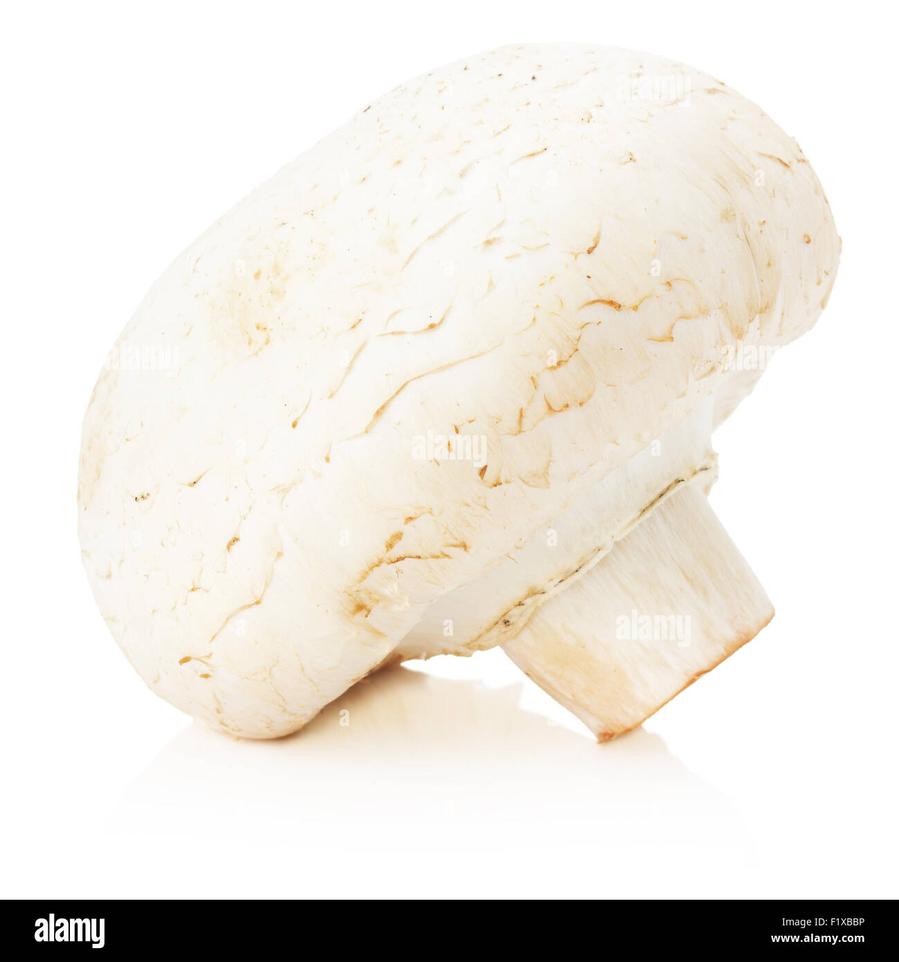 Champignon auf dem weißen Hintergrund isoliert. Stockfoto