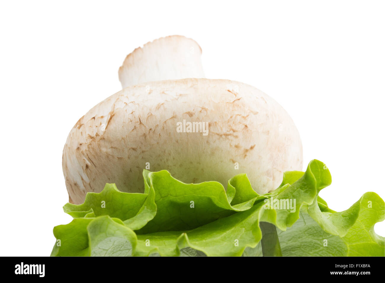 Pilze und Blätter von grünem Salat auf weißem Hintergrund Stockfoto