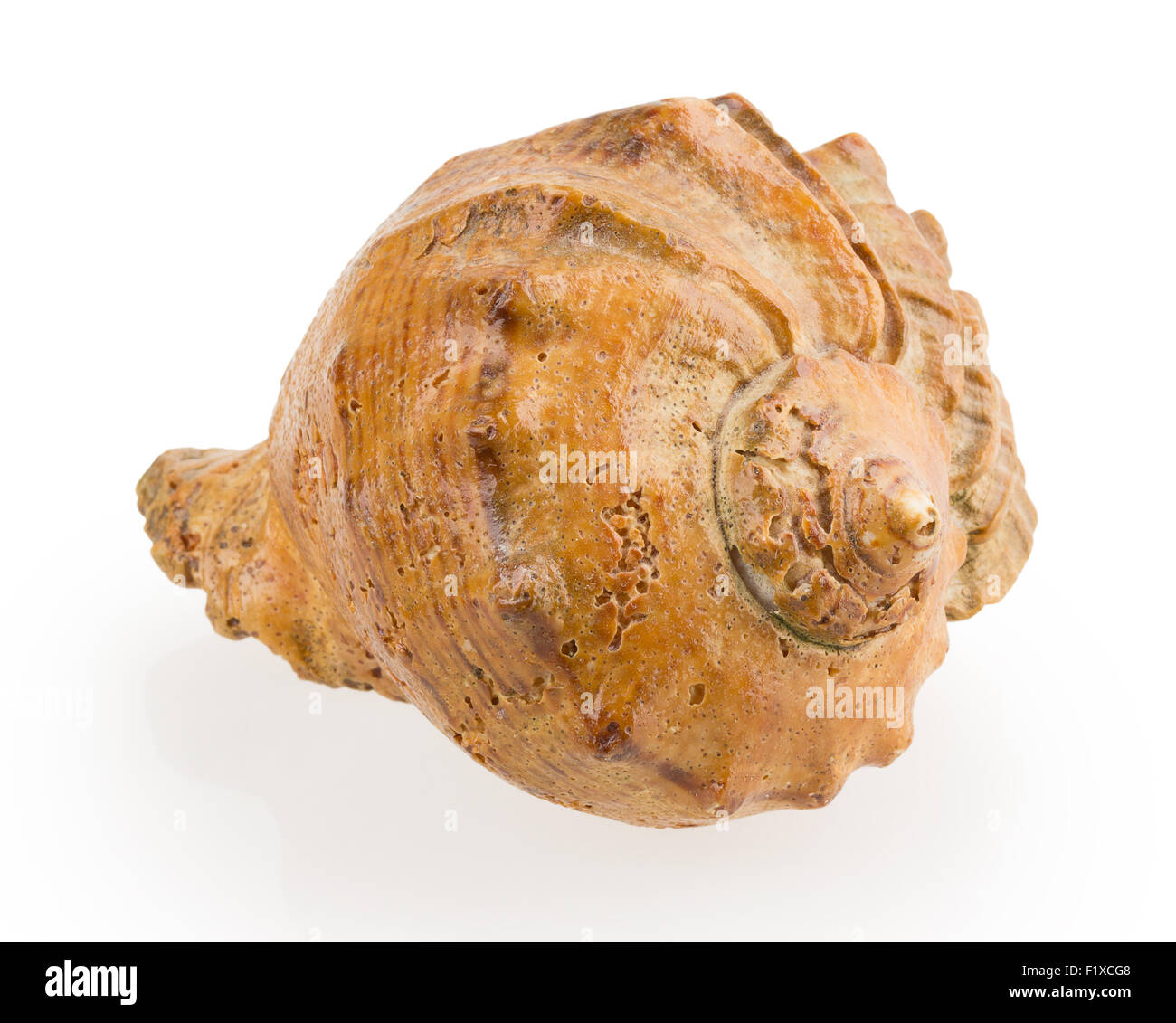 Seashell isoliert auf weißem Hintergrund. Stockfoto