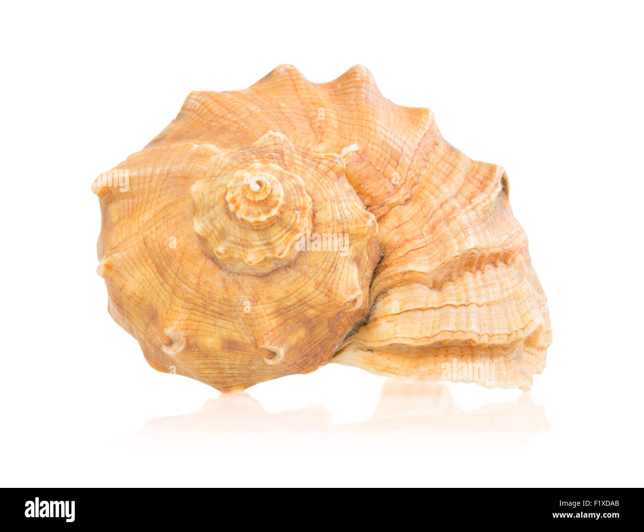 Seashell isoliert auf weißem Hintergrund. Stockfoto