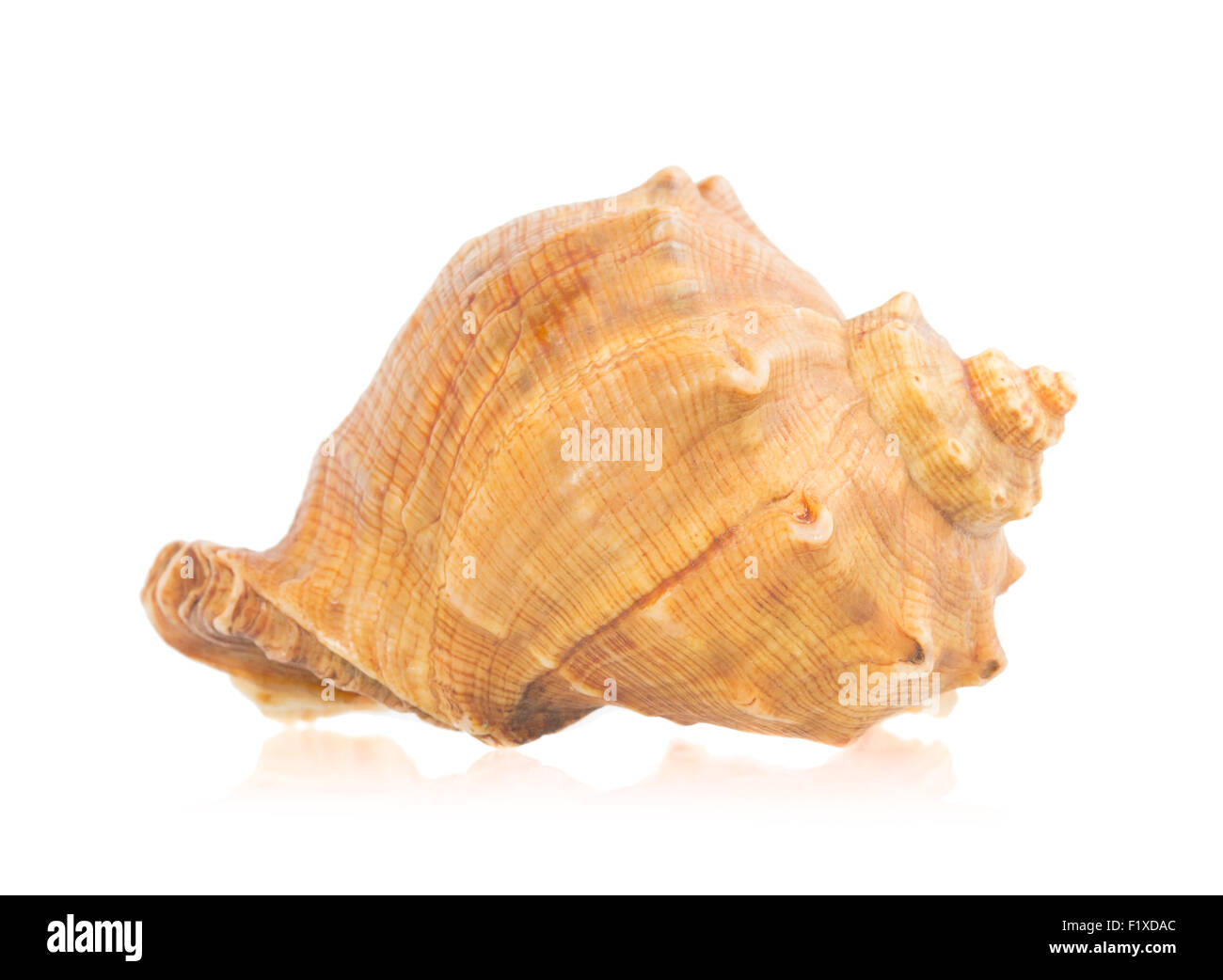 Seashell isoliert auf weißem Hintergrund. Stockfoto