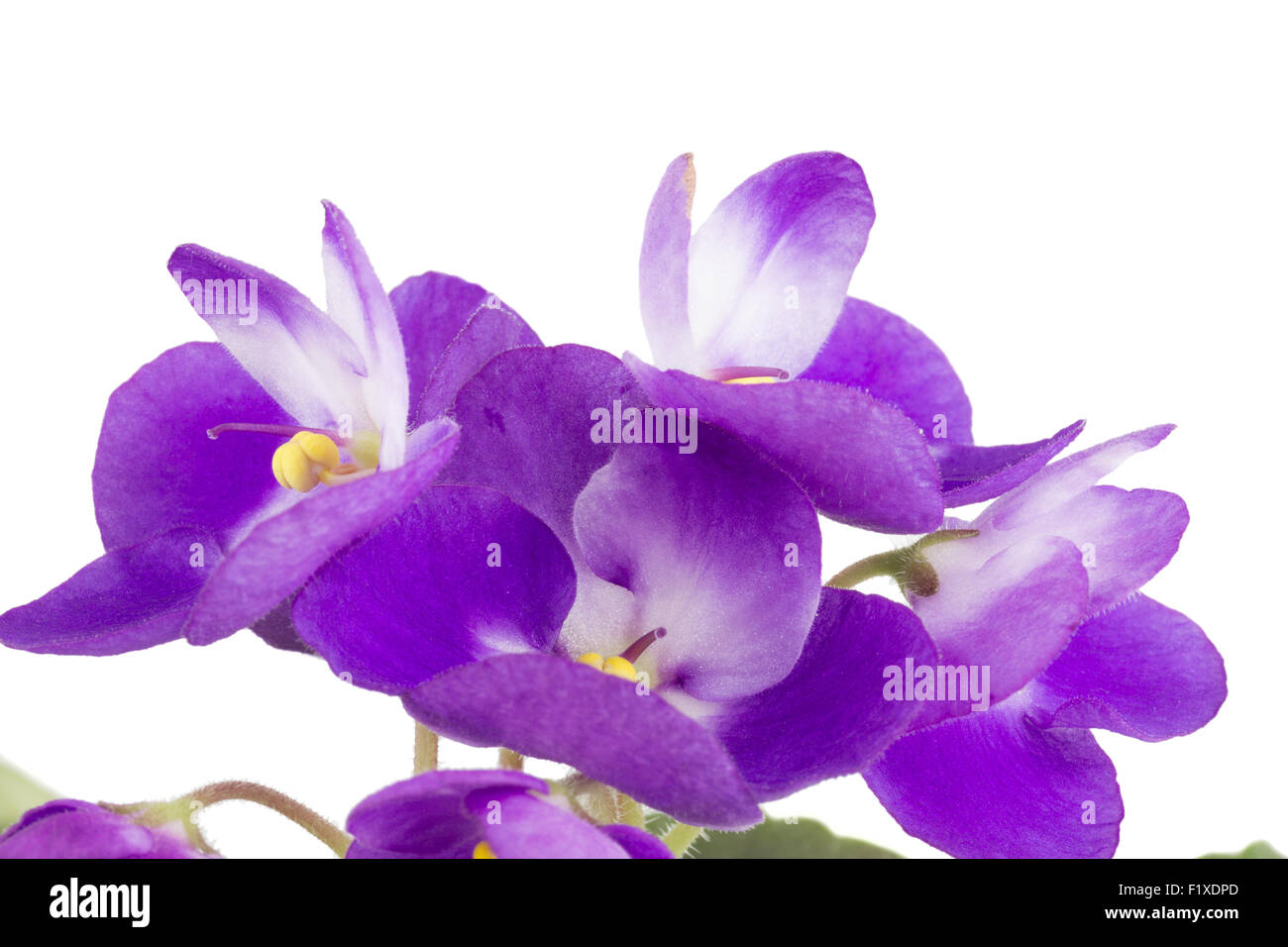 Violett auf weißem Hintergrund. Stockfoto