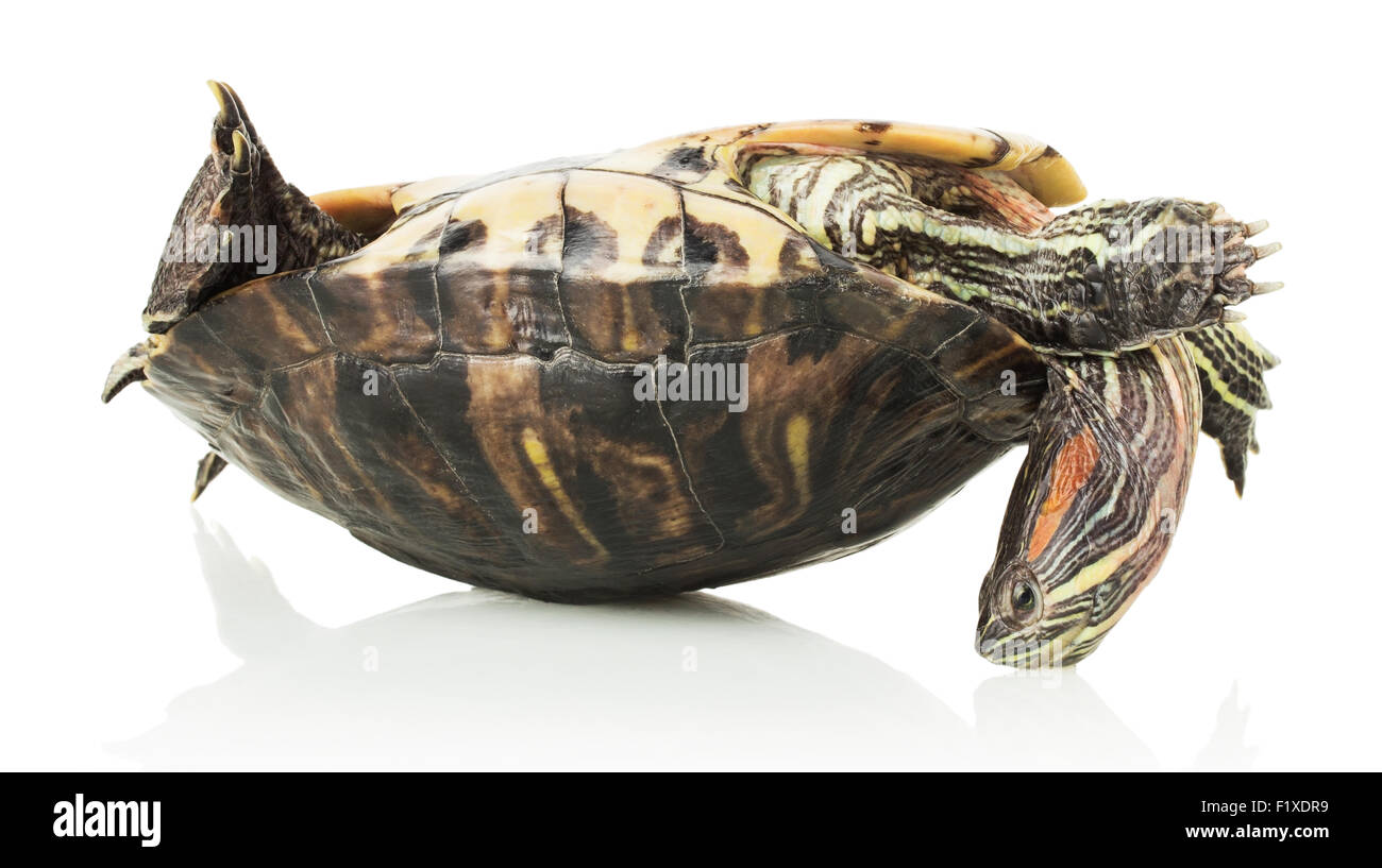Schildkröte auf der Schale, isoliert auf weißem Hintergrund. Stockfoto
