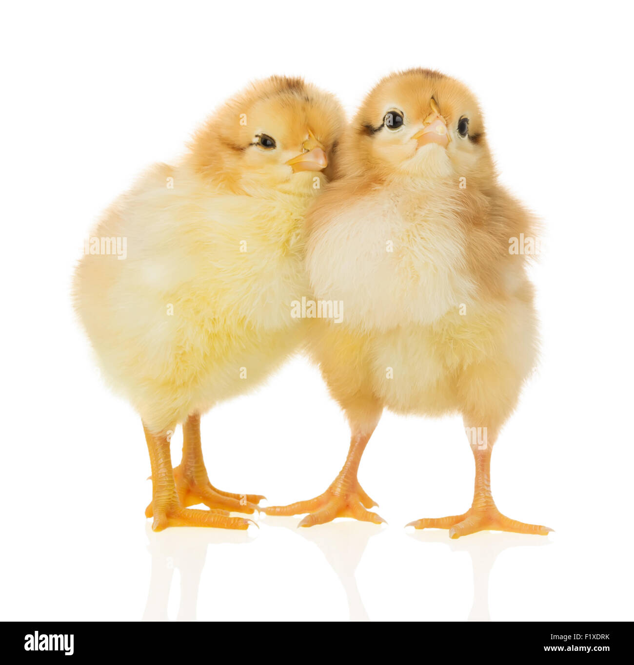 Hühner auf dem weißen Hintergrund. Stockfoto