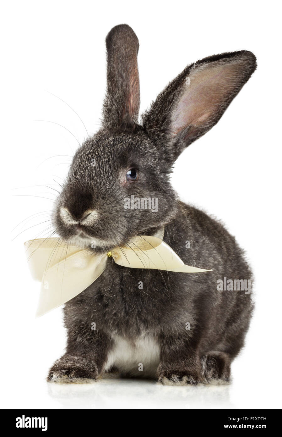 Kaninchen-grau auf weißem Hintergrund Stockfoto