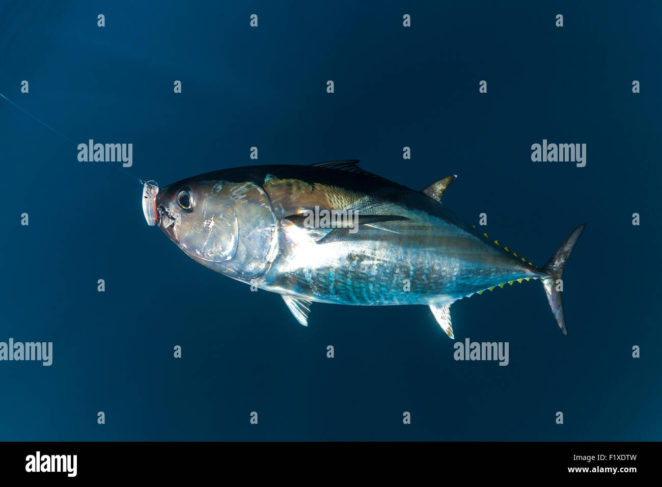 Atlantic blue Fin Thunfisch (Thunnus Thynnus) Sportfischen (Frankreich). Unter Blick auf das Wasser. Stockfoto