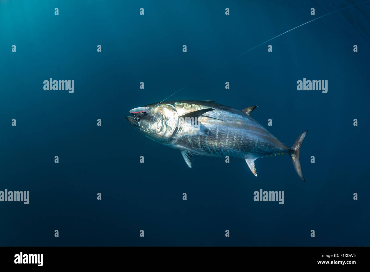 Atlantische Blauflossenthun (Thunnus Thynnus) Sportfischen (Frankreich). Unter Blick auf das Wasser. Stockfoto