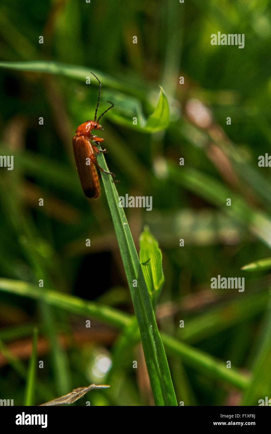 Käfer - fotografiert Ordnung Coleoptera - Rhagonycha Fulva in Whisby Nature Park, in der Nähe von Lincoln, Lincolnshire, Großbritannien Stockfoto