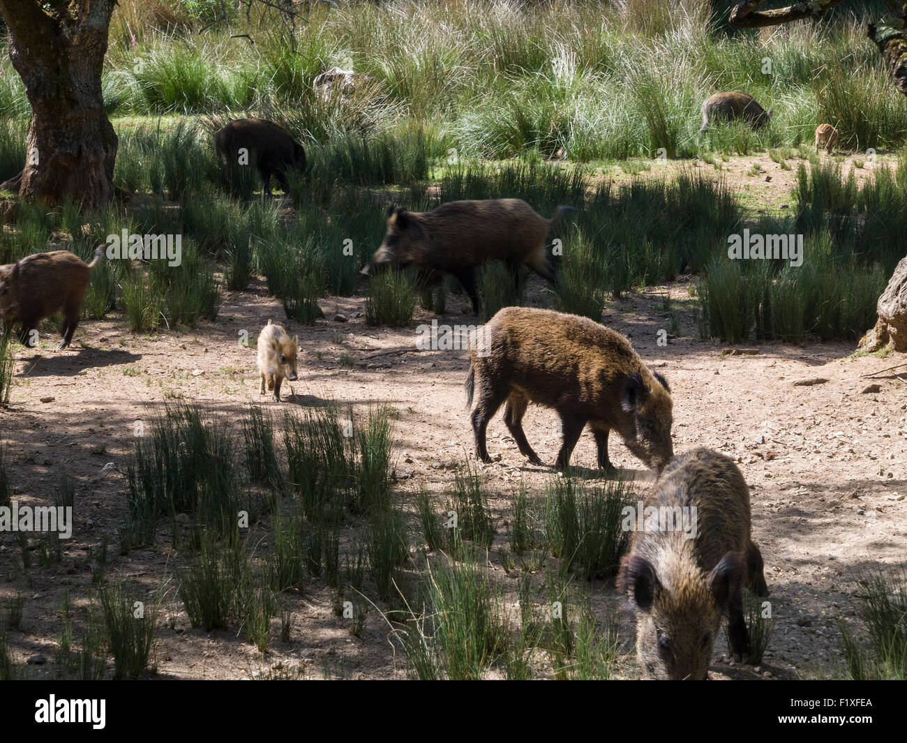 Wildschweine (Sus Scrofa) Stockfoto