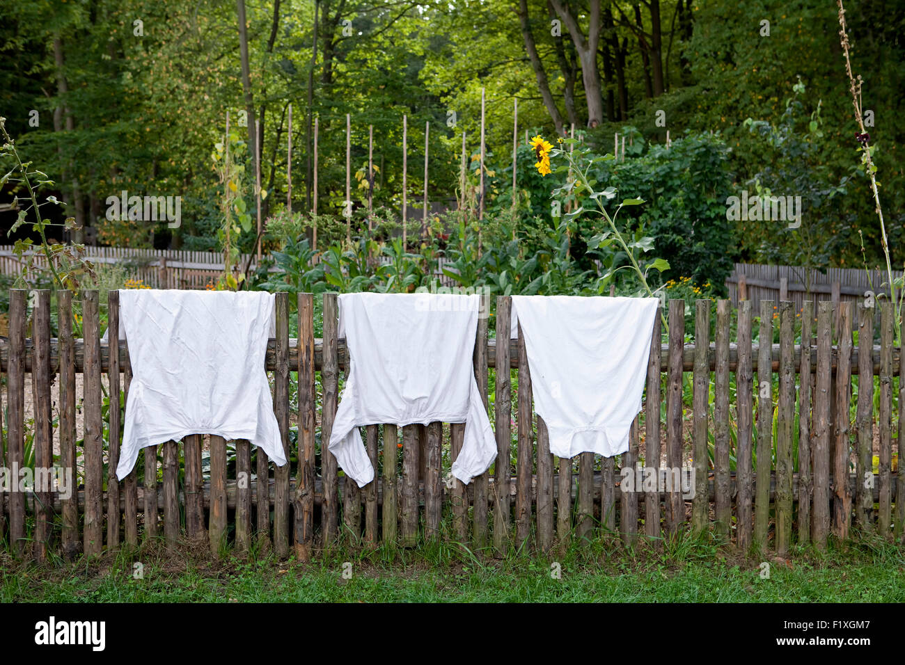 Vor einem Cottage Garten weiße Hemden hängen zum Trocknen auf einem alten Lattenzaun Stockfoto
