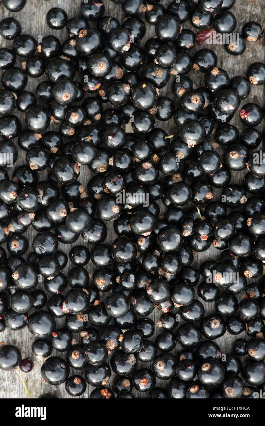 Ribes Nigrum. Gepflückten Johannisbeeren auf einem Holztisch. England Stockfoto