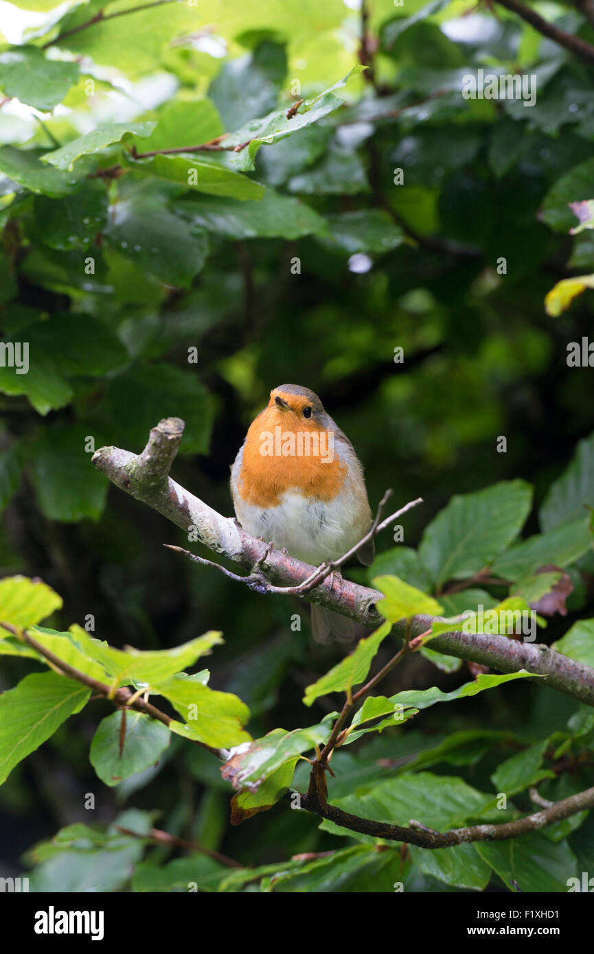 Erithacus Rubecula. Robin in einer Buche-Hecke in einen englischen Garten Stockfoto