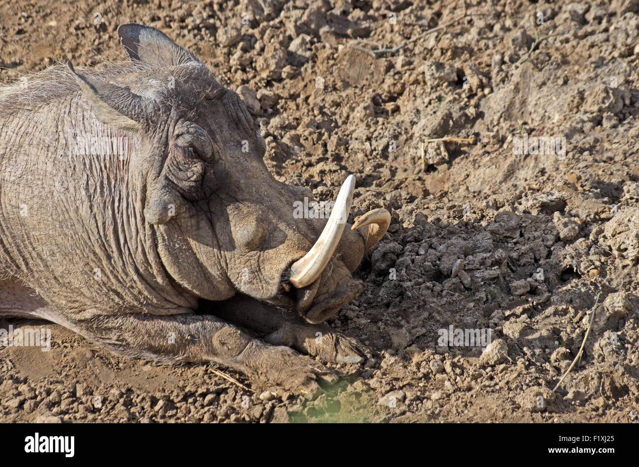 Warzenschwein, Phacochoerus Aethiopicus, Afrika, Stockfoto