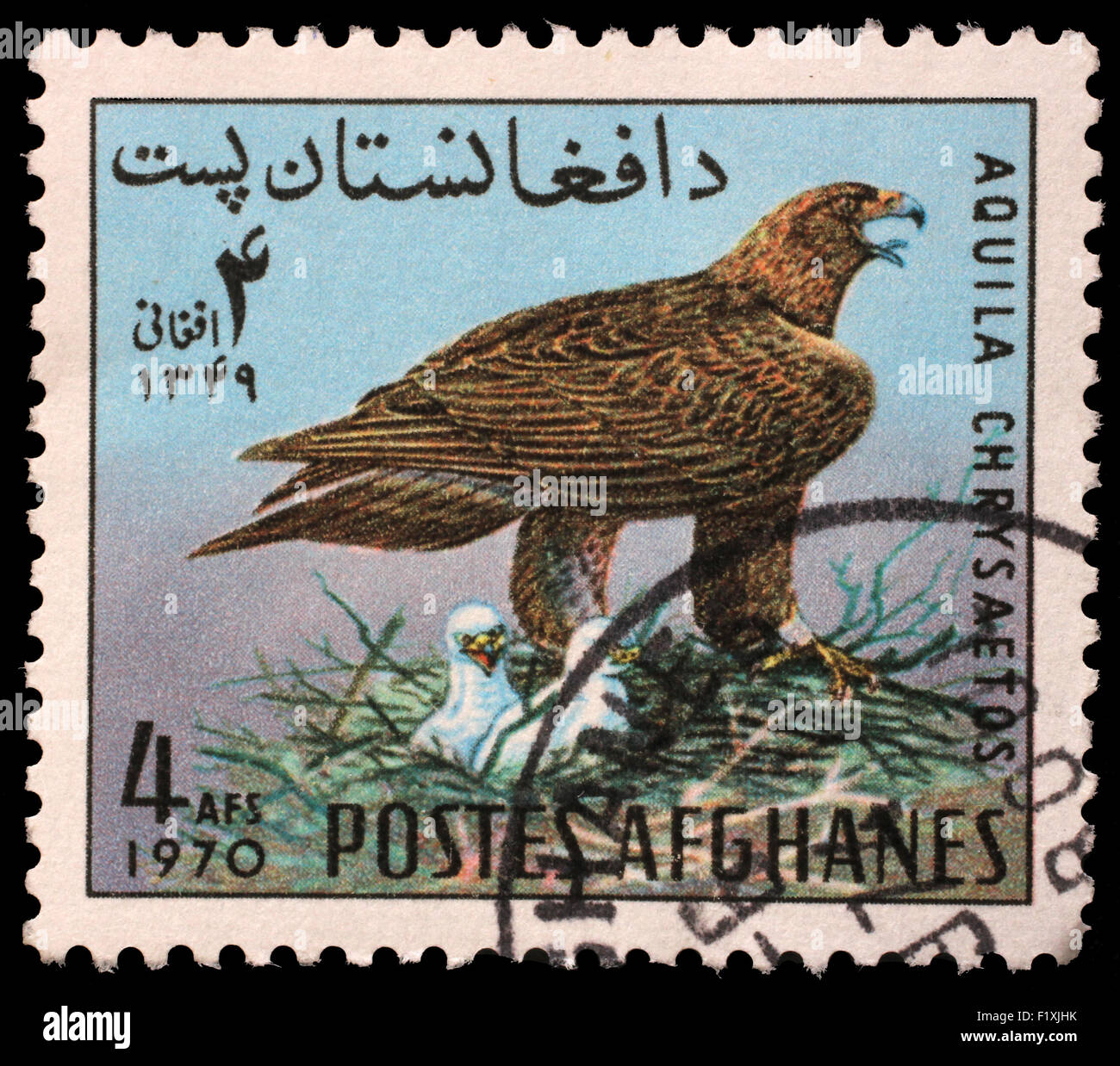 Briefmarke gedruckt im Afghanistan zeigt Steinadler (Aquila Chrysaetos), ca. 1970 Stockfoto