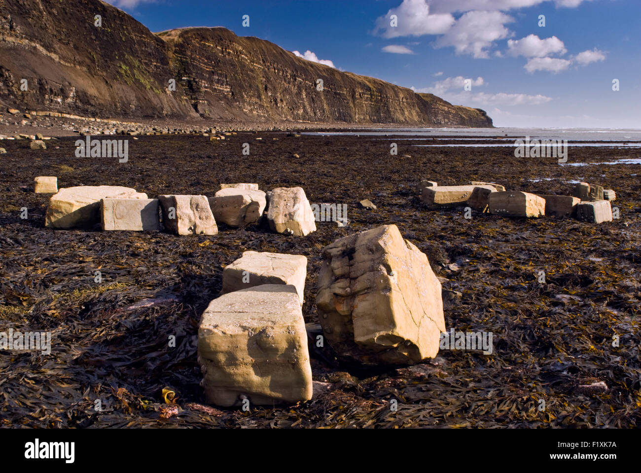 Kalkstein-Felsen auf dem Seegras bedeckt Vorsprünge im Kimmeridge bei Ebbe auf Dorset Jurassic Coast, England UK Stockfoto