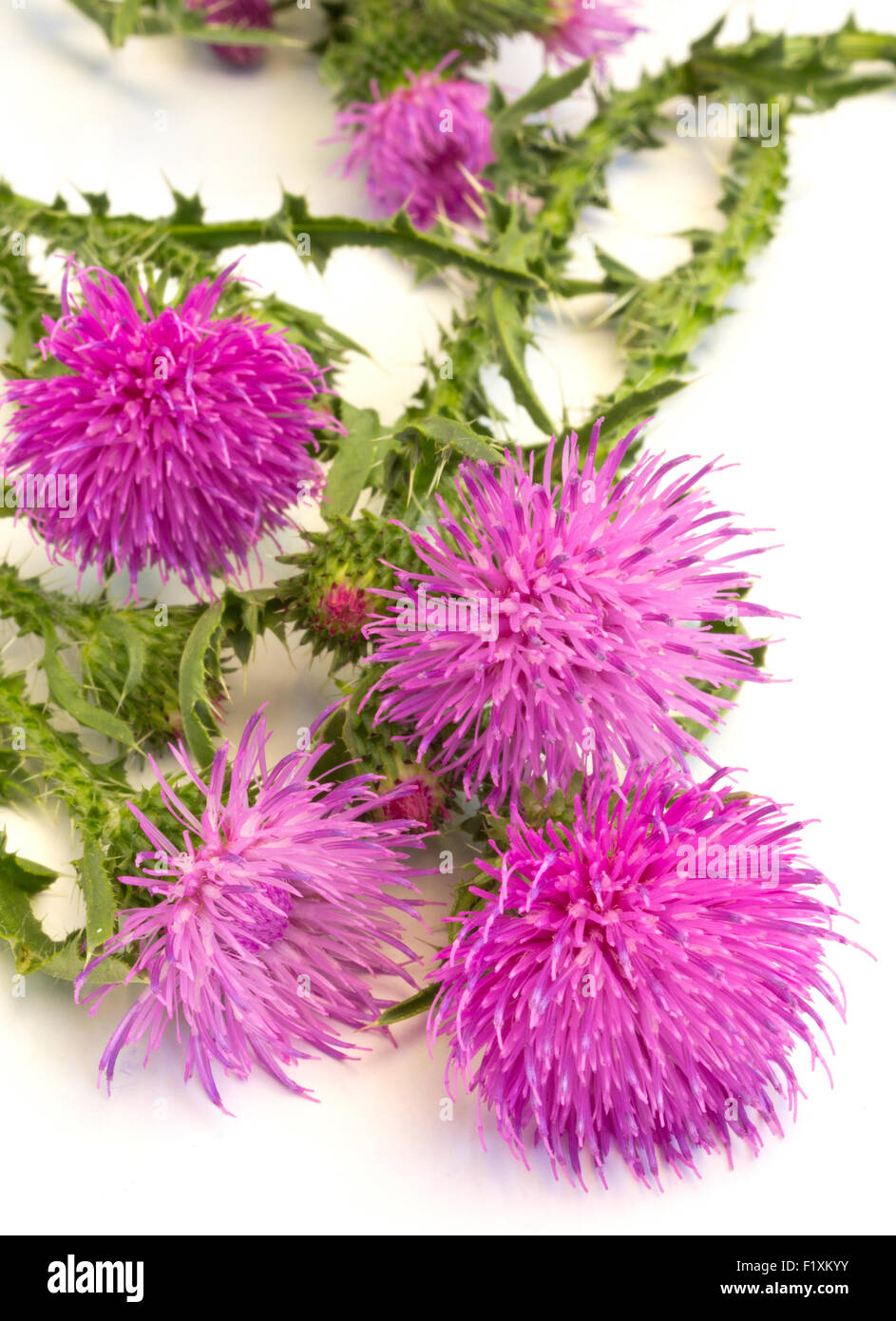 Lila Klette (Arctium Lappa), isoliert auf weißem Hintergrund Stockfoto