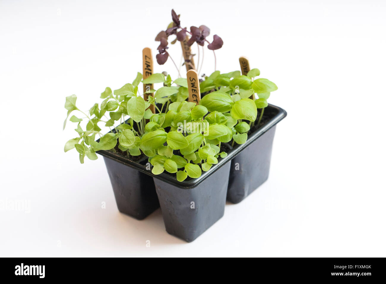 Ocimum Basilicum. Basilikum-Sämlinge bereit für stechen heraus. Stockfoto