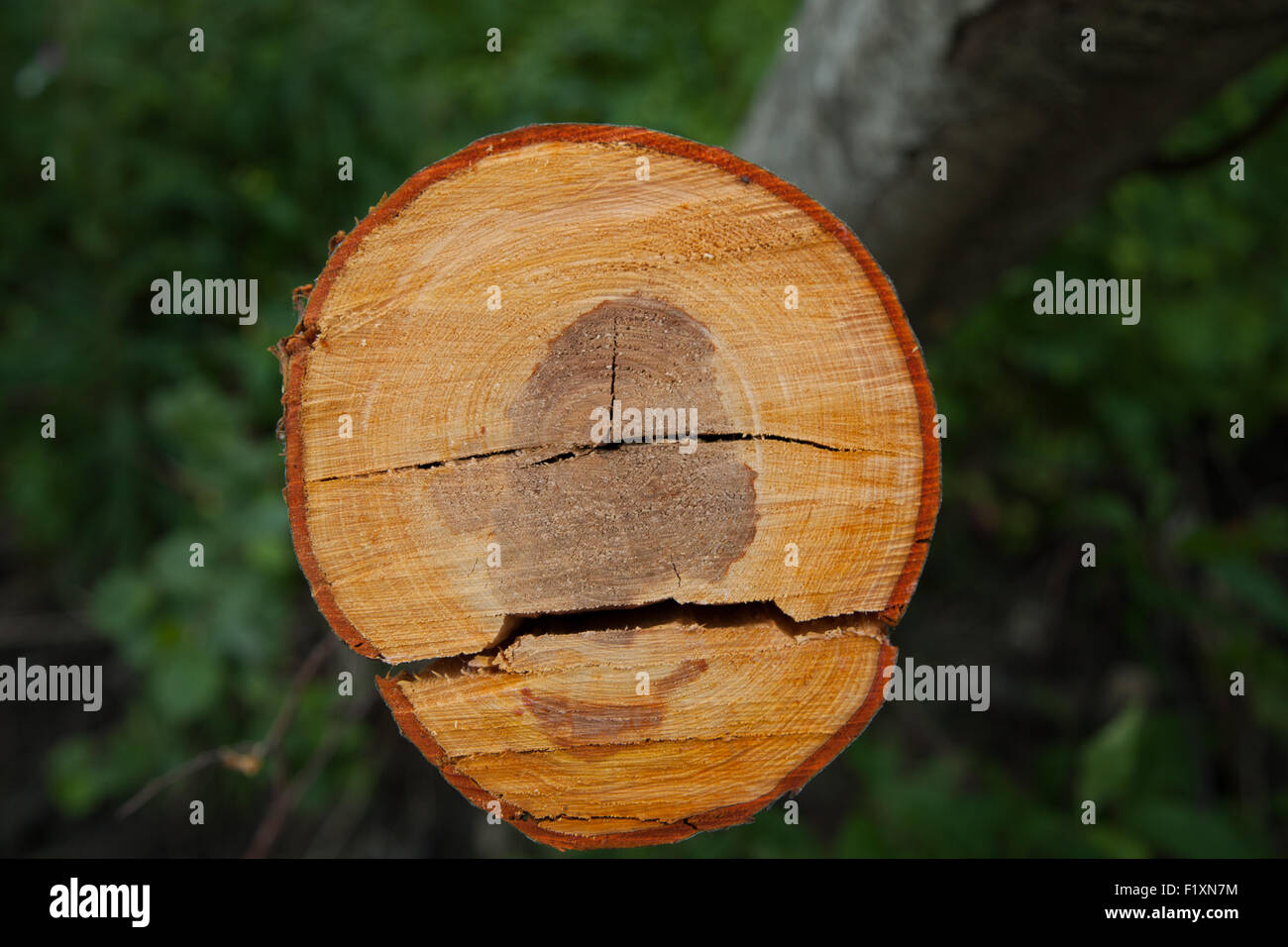 Textur des Baumes geschnitten Stockfoto