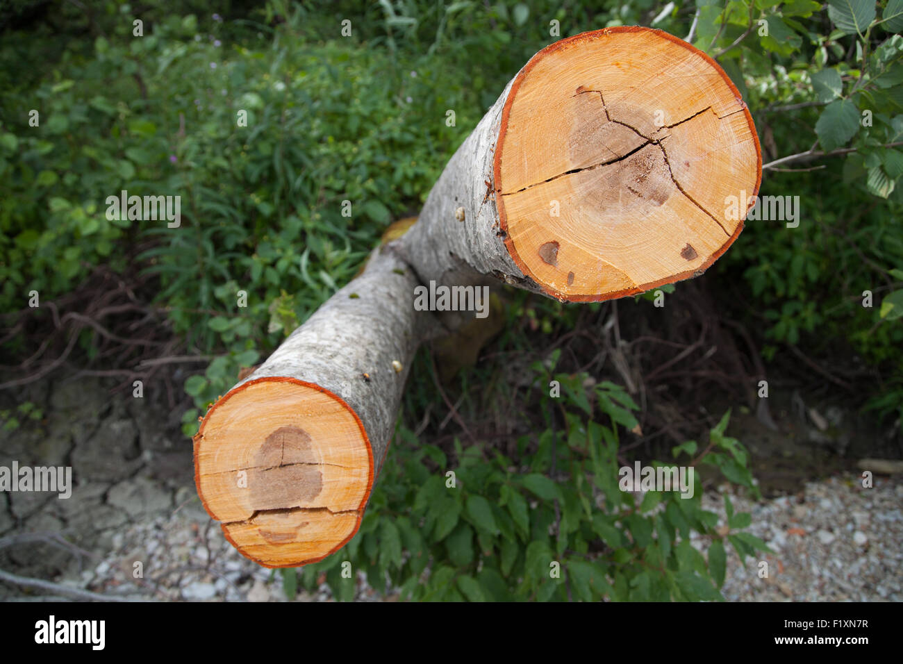 Textur des Baumes geschnitten Stockfoto