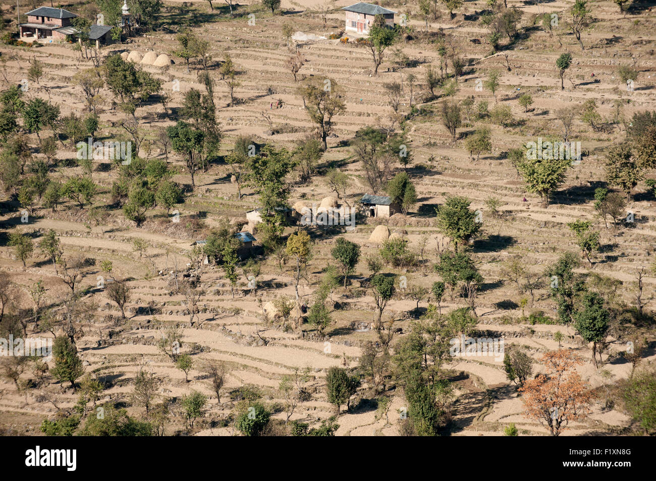 Dharamsala Himachal Pradesh, Indien. Kleinfarm auf terrassenförmig angelegten Grundstück. Stockfoto