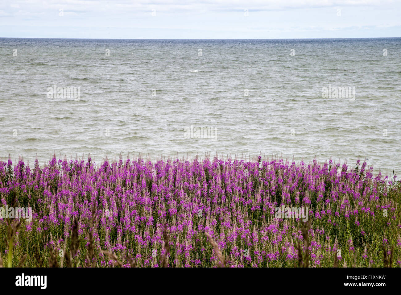 Lupine Blüte in der Nähe der Küste Stockfoto