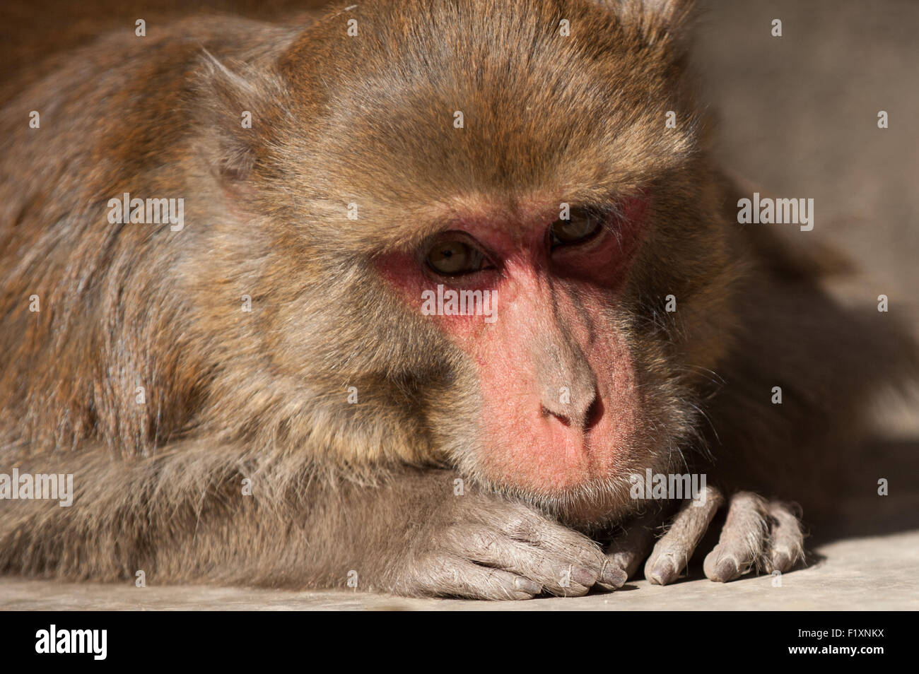 Shimla, Himachal Pradesh, Indien. Porträt einer rotgesichtiger Rhesus-Makaken-Affen in die Kamera schaut. Stockfoto