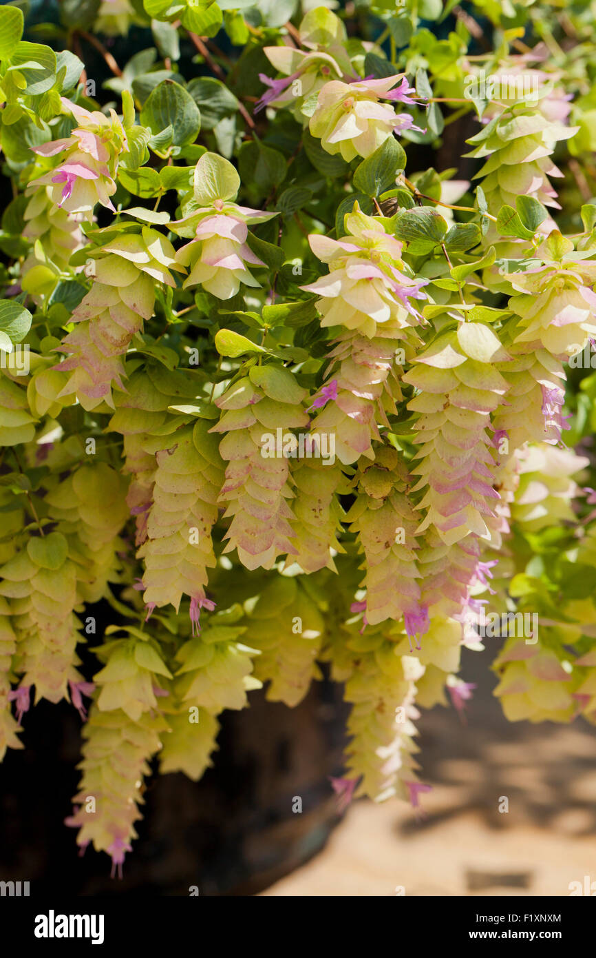 Zierpflanzen oregano Blumen - USA Stockfoto