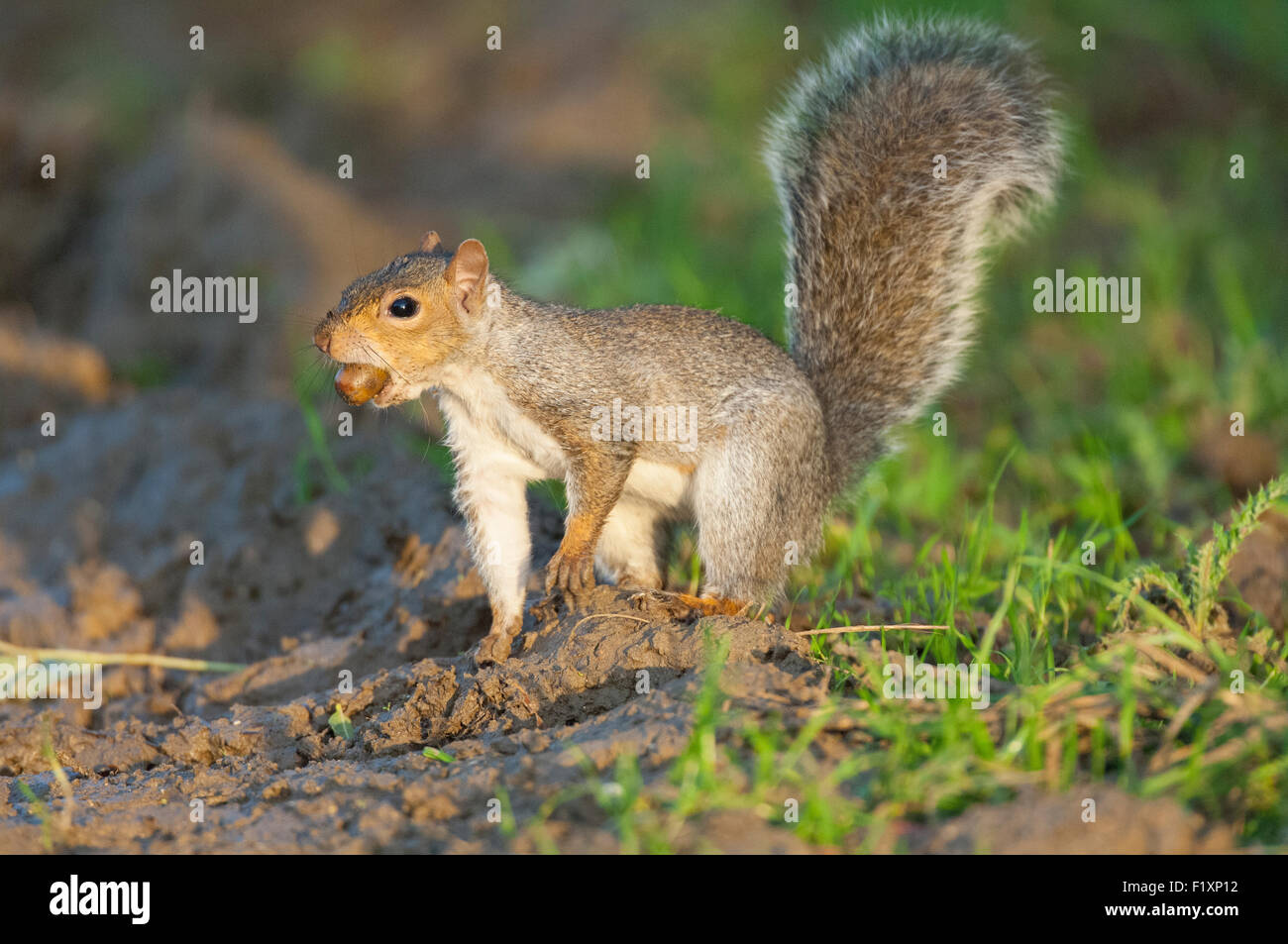 Grau-Eichhörnchen mit Nuss Stockfoto