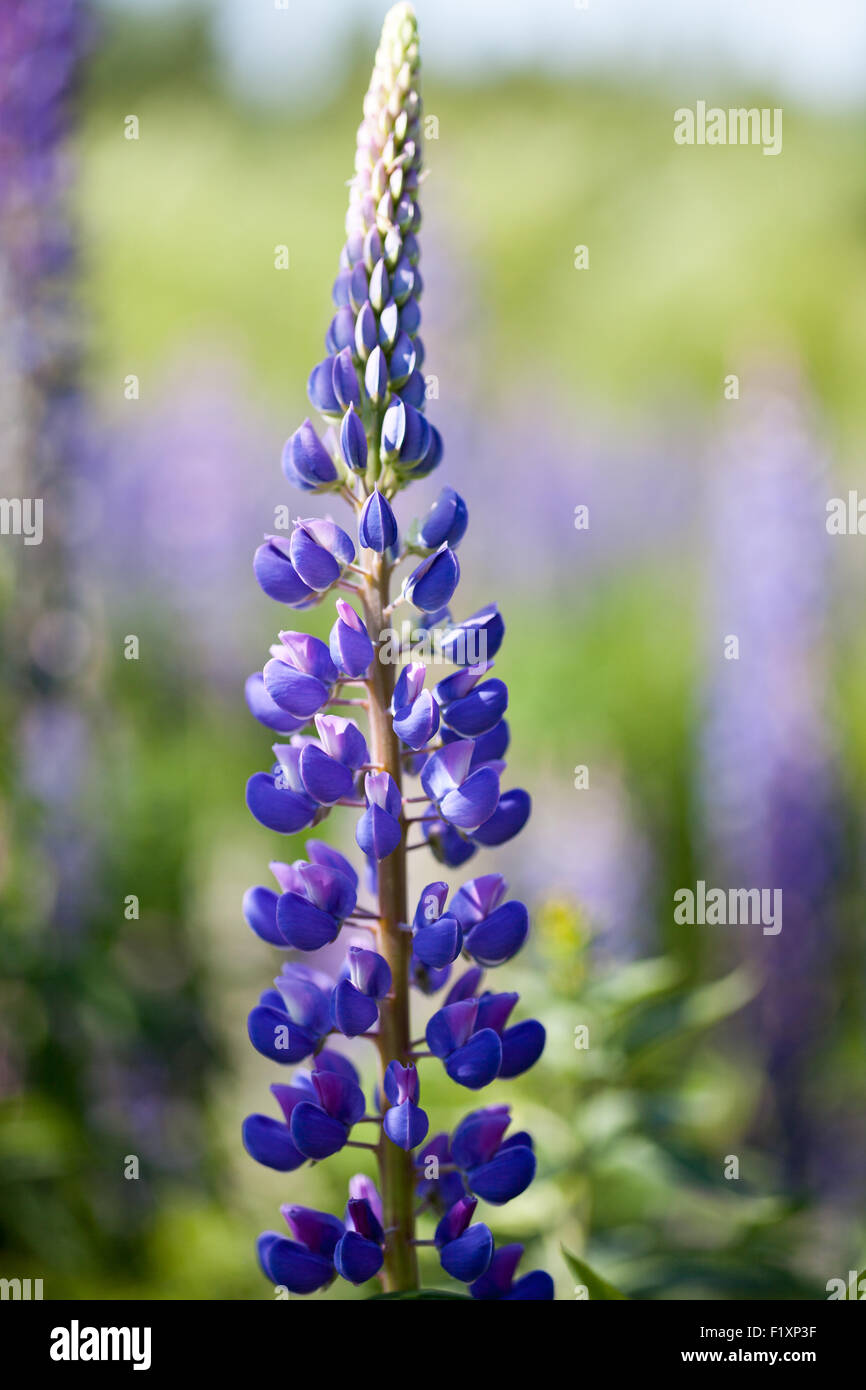Lupine Blüte mit unscharfen Hintergrund Stockfoto