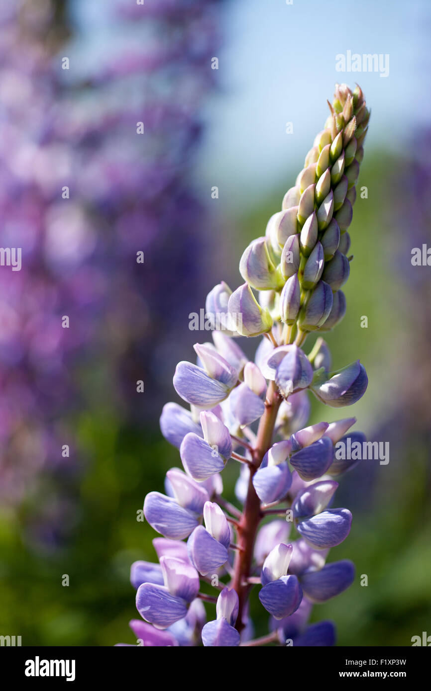 Lupine Blüte mit unscharfen Hintergrund Stockfoto