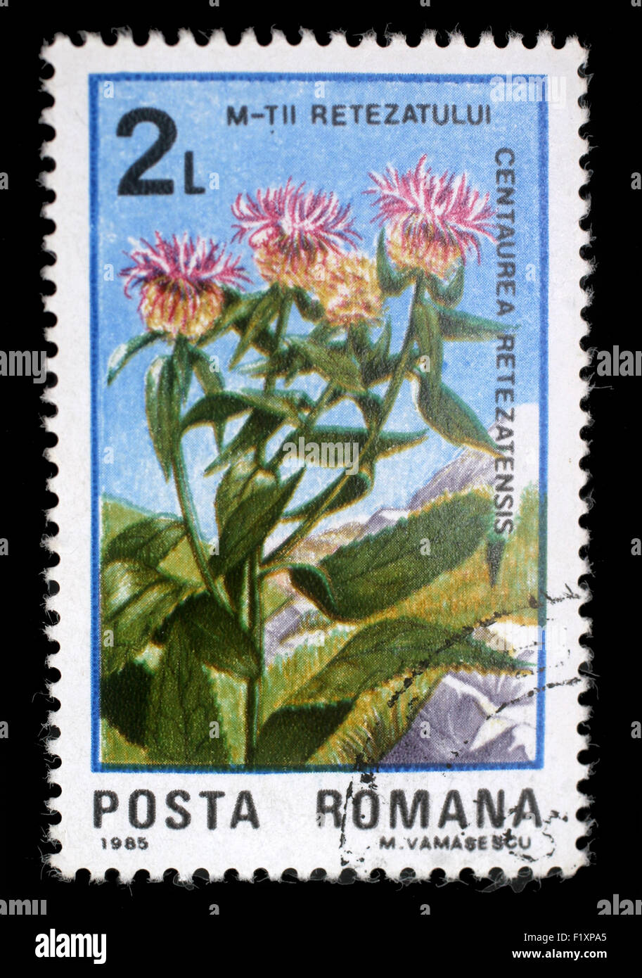 Rumänien - ca. 1985: Eine Briefmarke gedruckt in Rumänien zeigt Blume Centaurea Retezatensis, mit der gleichen Inschrift, aus der Serie Stockfoto