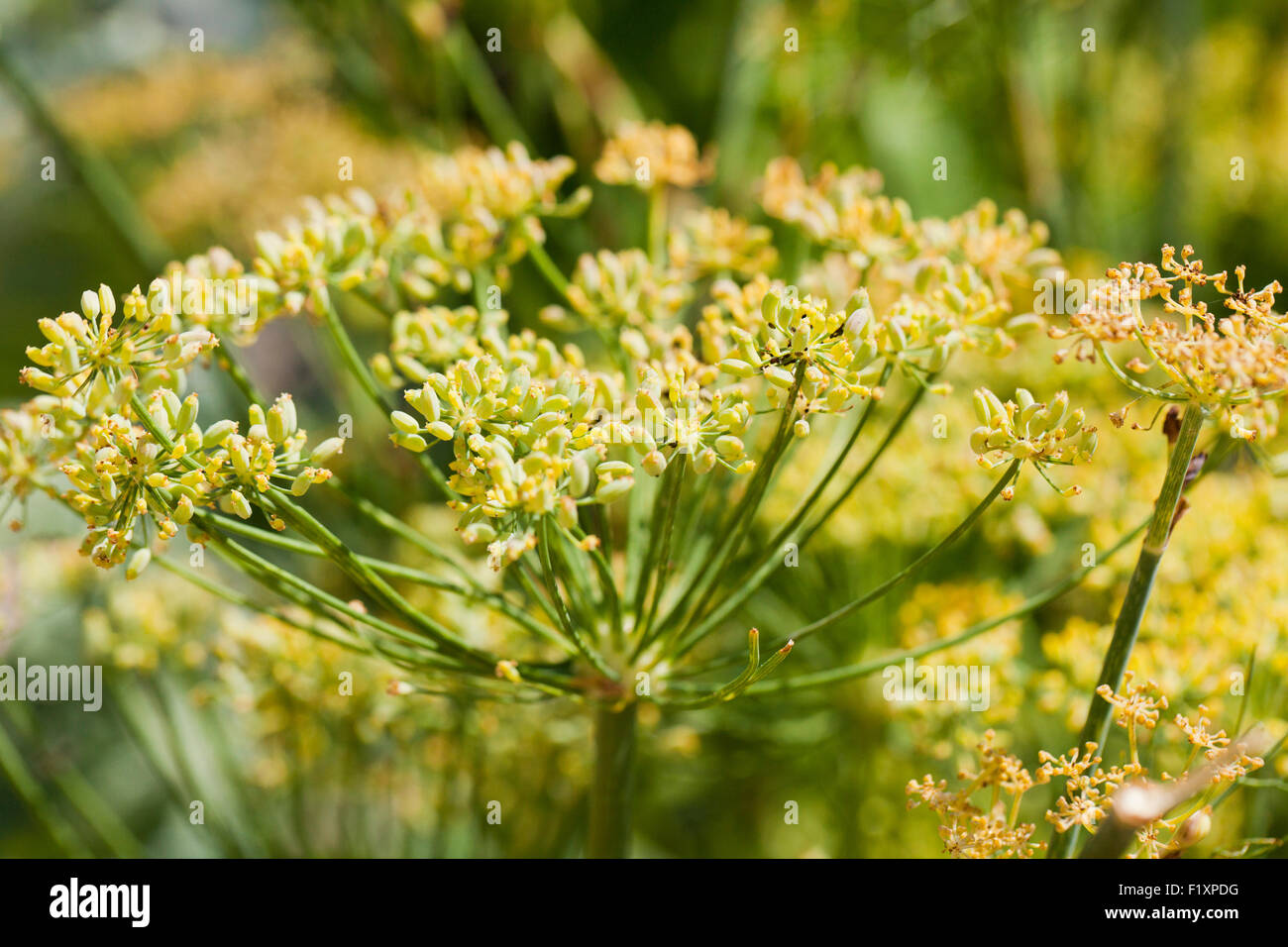 Blumen der Fenchel (Foeniculum Vulgare) Stockfoto