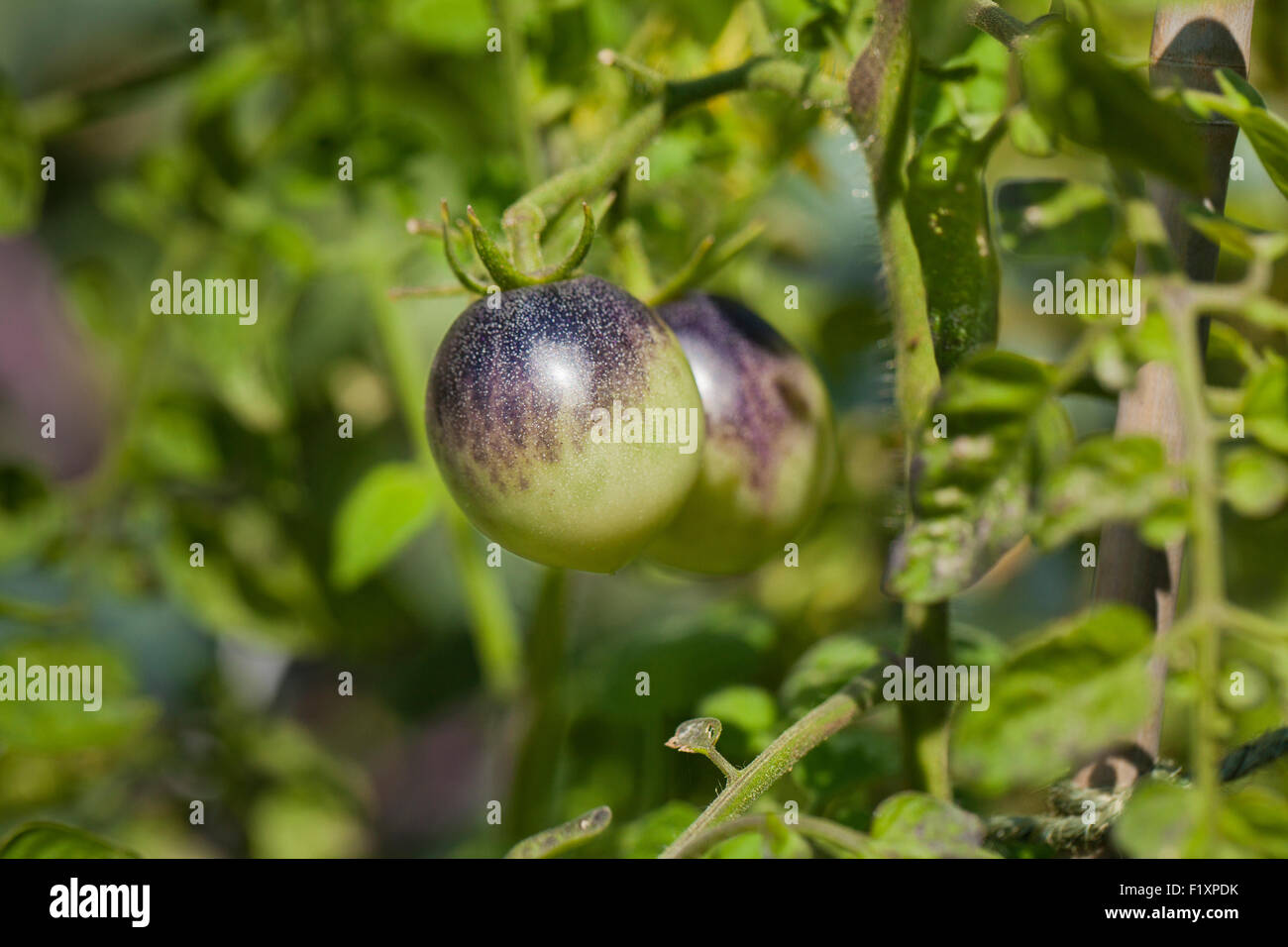 Indigo Cherry-Tomaten Stockfoto