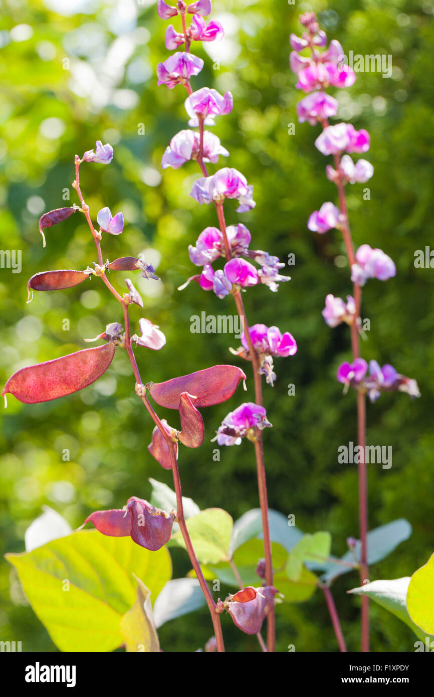 Hyacinth Bean Blumen (Lablab Purpureus) Stockfoto