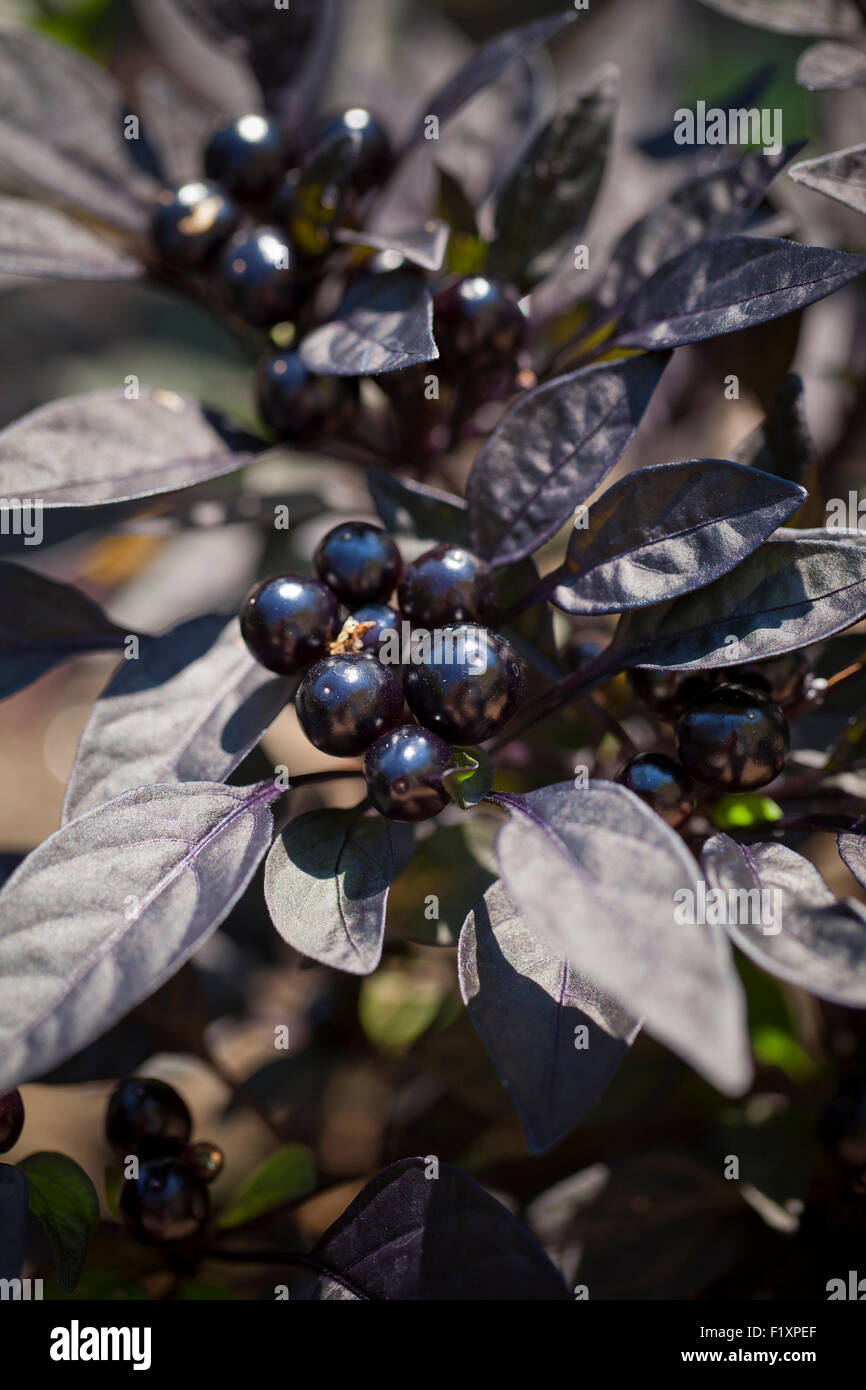 Black Pearl ChiliPfefferPflanze im Garten (Capsicum Annuum) USA