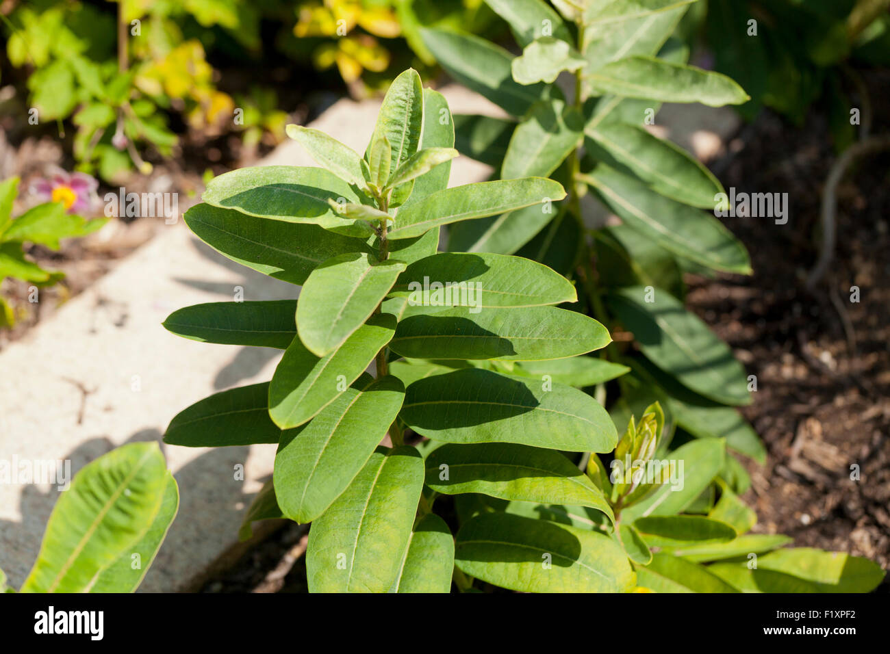 Gemeinsamen Seidenpflanze (Asclepias Syriaca) - USA Stockfoto