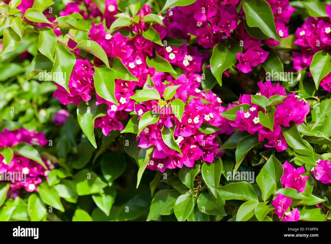 Bougainvillea-Blüten Stockfoto