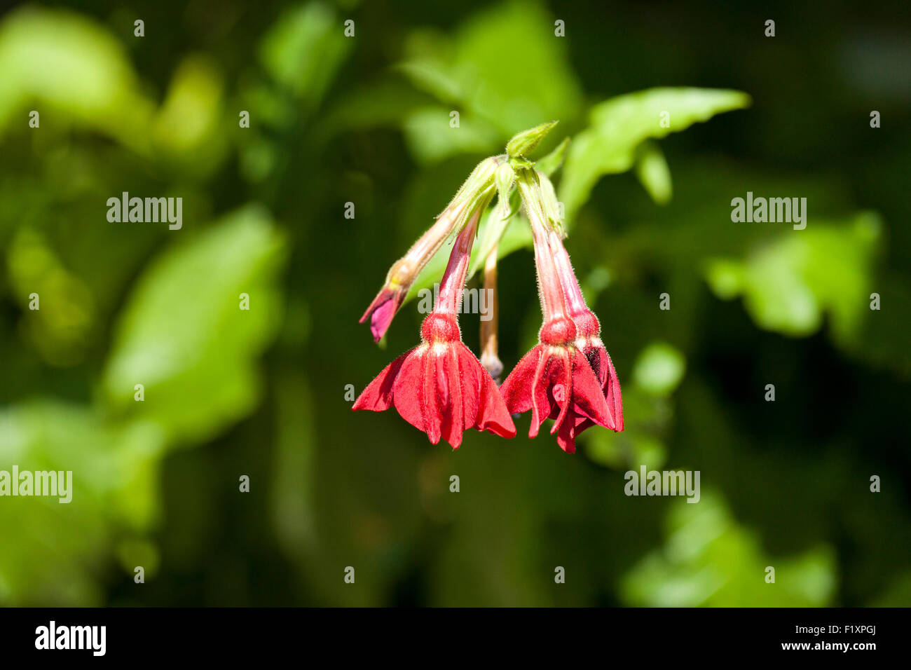 Crimson Bedder, blühende Tabak Blumen (Nicotiana Alata) Stockfoto