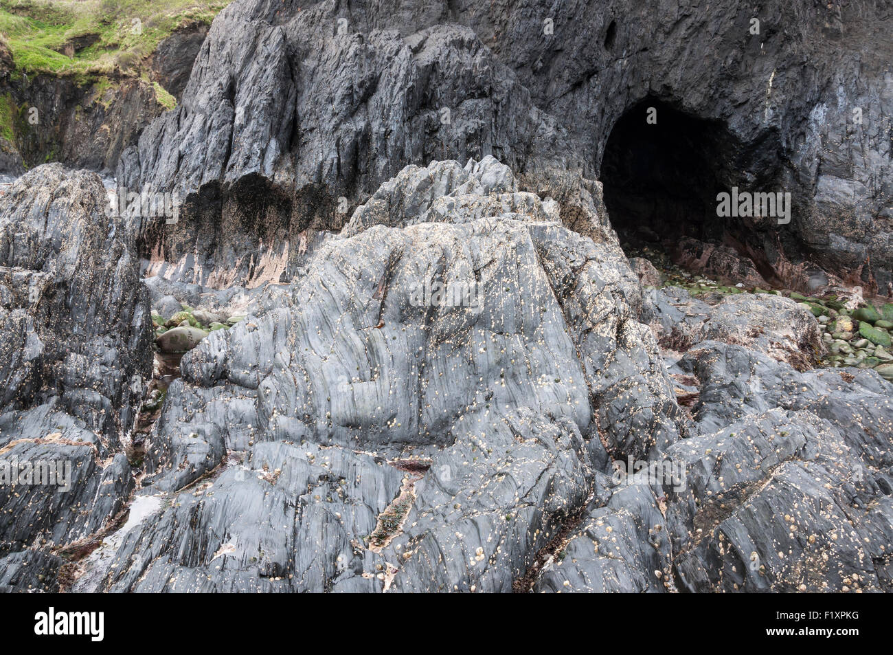 Felsen und Höhle bei Trefin in Pembrokeshire, Wales. Stockfoto