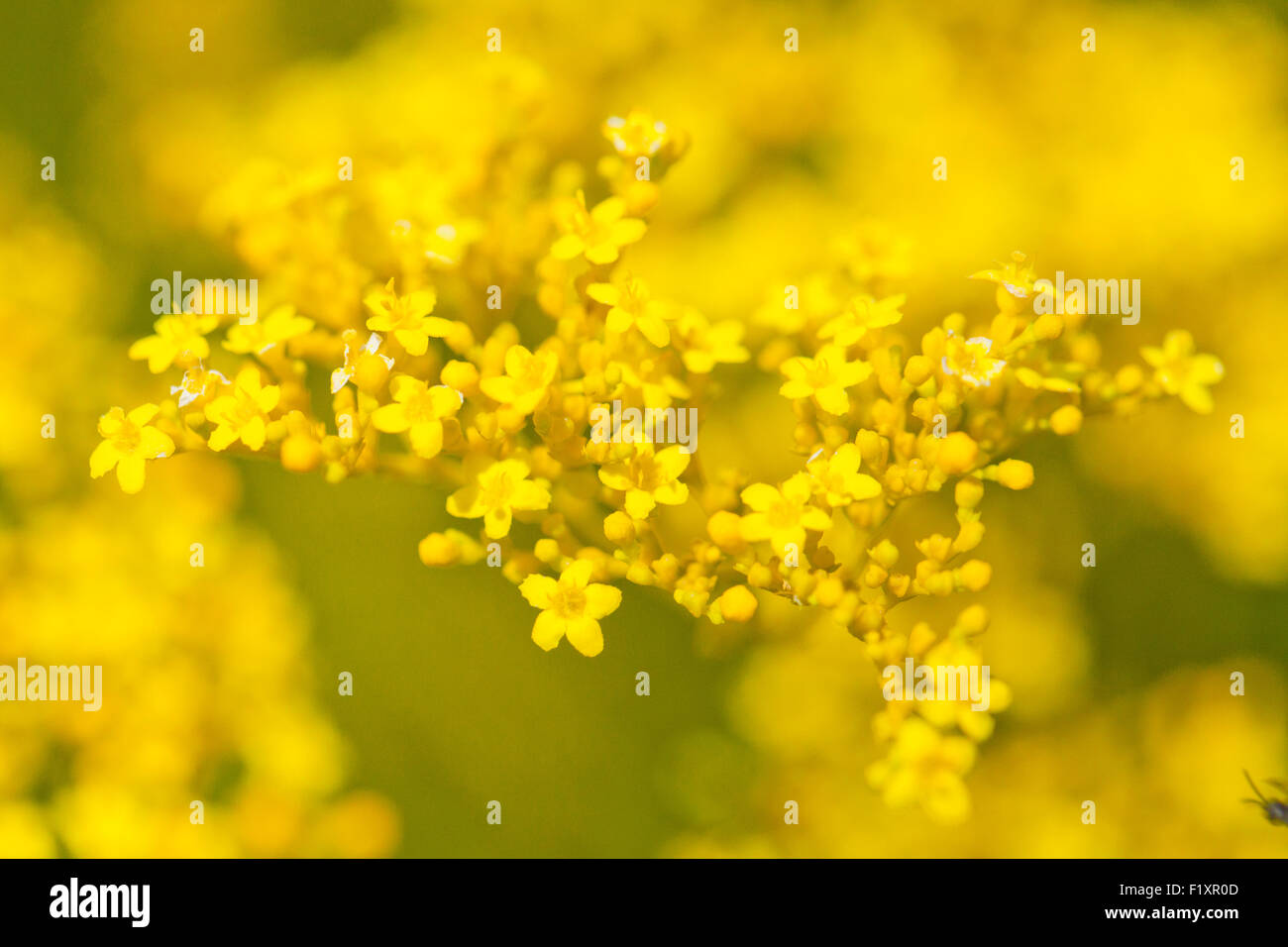 Patrinia Scabiosifolia Blumen Stockfoto