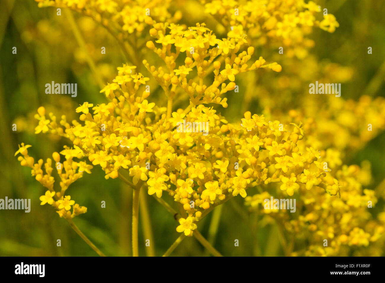 Patrinia Scabiosifolia Blumen Stockfoto